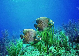 環(huán)境影響評(píng)價(jià)、排污許可證、應(yīng)急預(yù)案